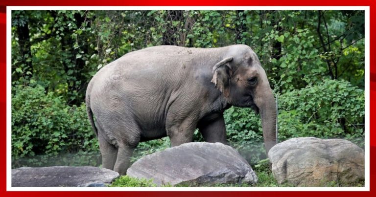 NY Supreme Court Rules on Elephant’s Constitutional Rights – The Liberal State Just Drew the Line Between Animals and Humans